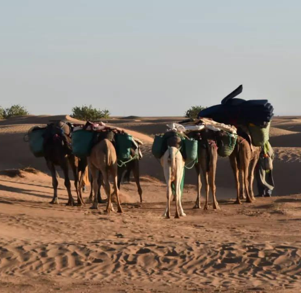 Camel caravan crossing the golden dunes of Erg Chigaga in the Moroccan Sahara at sunset