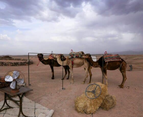 camel-trekking-experience-in-agafay