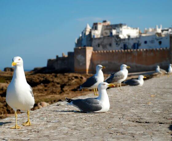 essaouira-day-excursion-from-marrakech