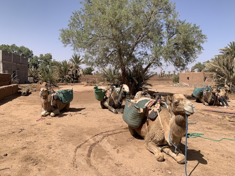 Un paseo en camello por las dunas de Erg Chigaga